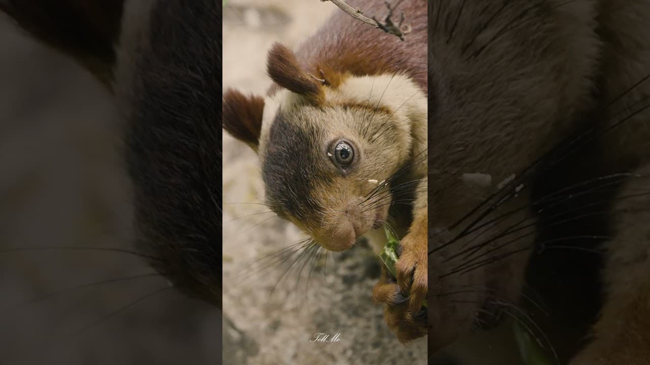 World Wildlife Day 2023 | Celebrating Our Planet's Diverse Animal and Reptile Life
