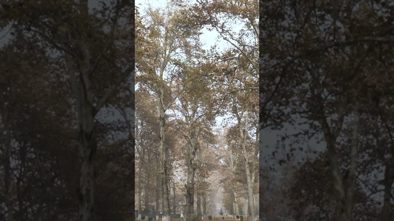 Explore Chinaar Baugh Campus: A University Oasis in Kashmir | A Unique Academic Paradise