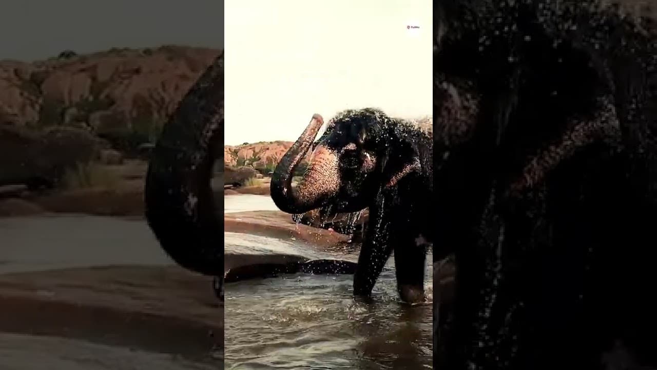 Celebrate World Elephant Day with Adorable Elephants from South India