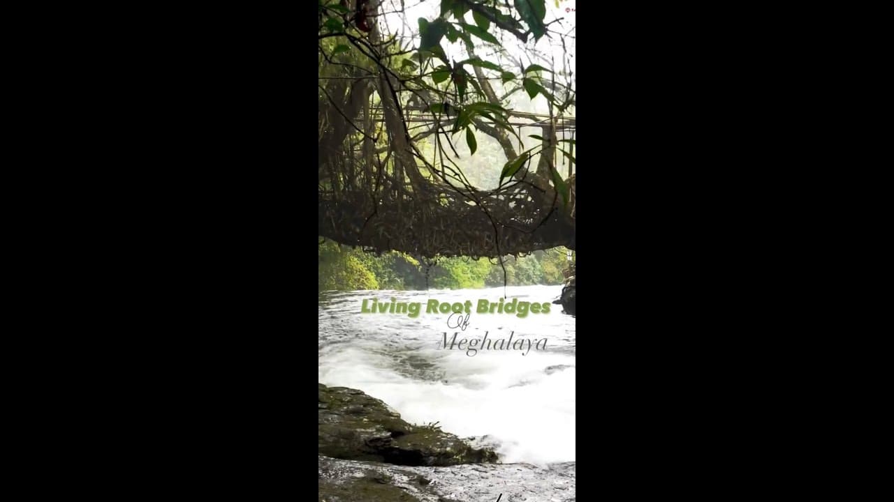 The Living Root Bridges of Meghalaya