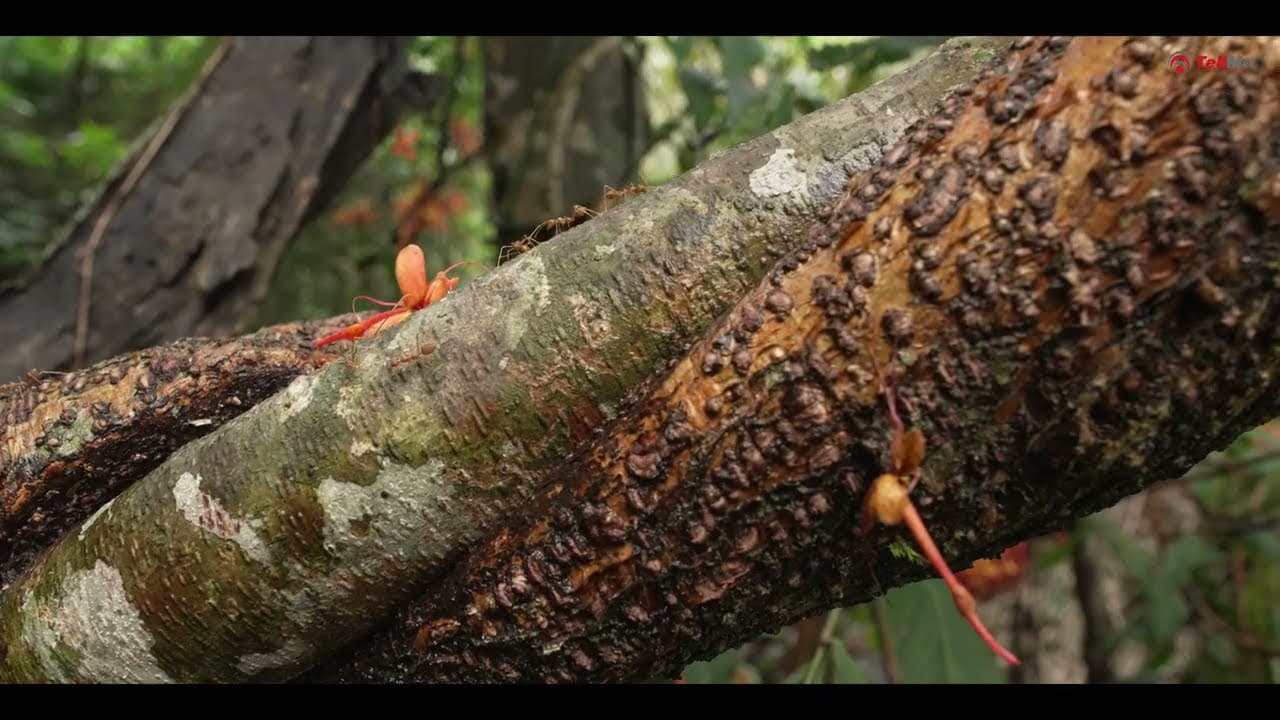 Explore the Living Root Bridge in Mawlynnong, Meghalaya | India’s Marvel of Natural Architecture