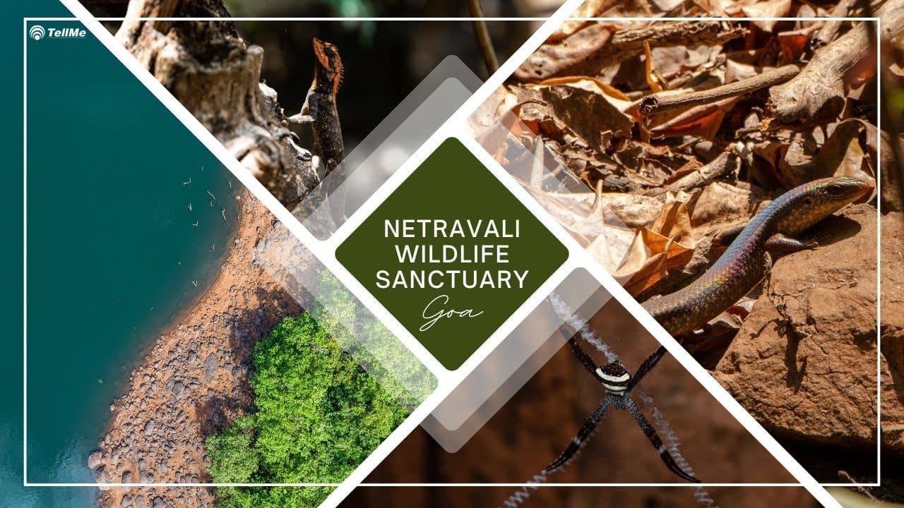 the HIDDEN Gem of Goa's Netravali Wildlife Sanctuary!