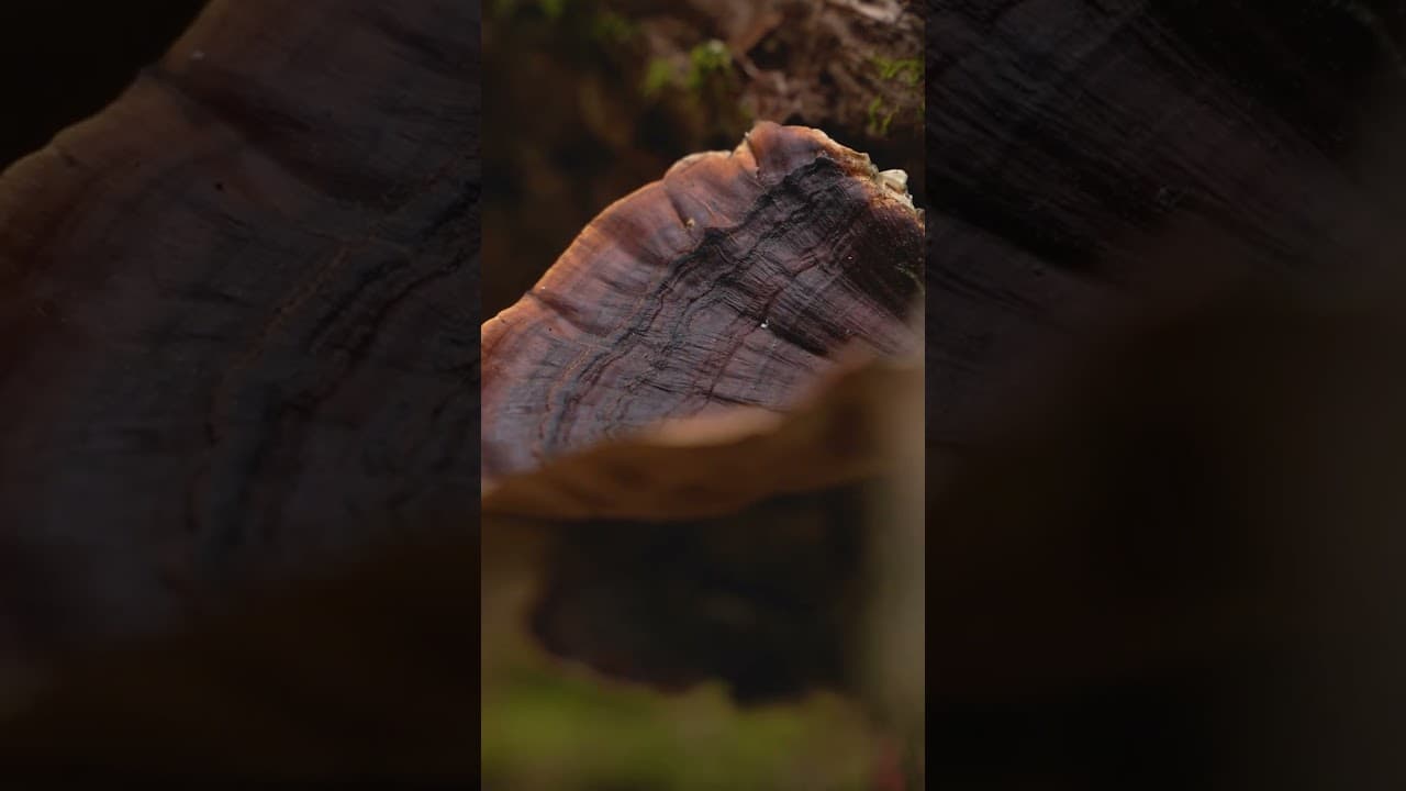 Discover Mawphlang Sacred Forest, Meghalaya | A Journey into Nature's Sanctuary