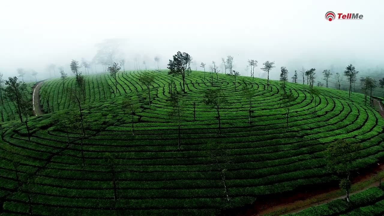 Explore the beauty of Kerala through its tea estates, showcasing, must-visit places in India.