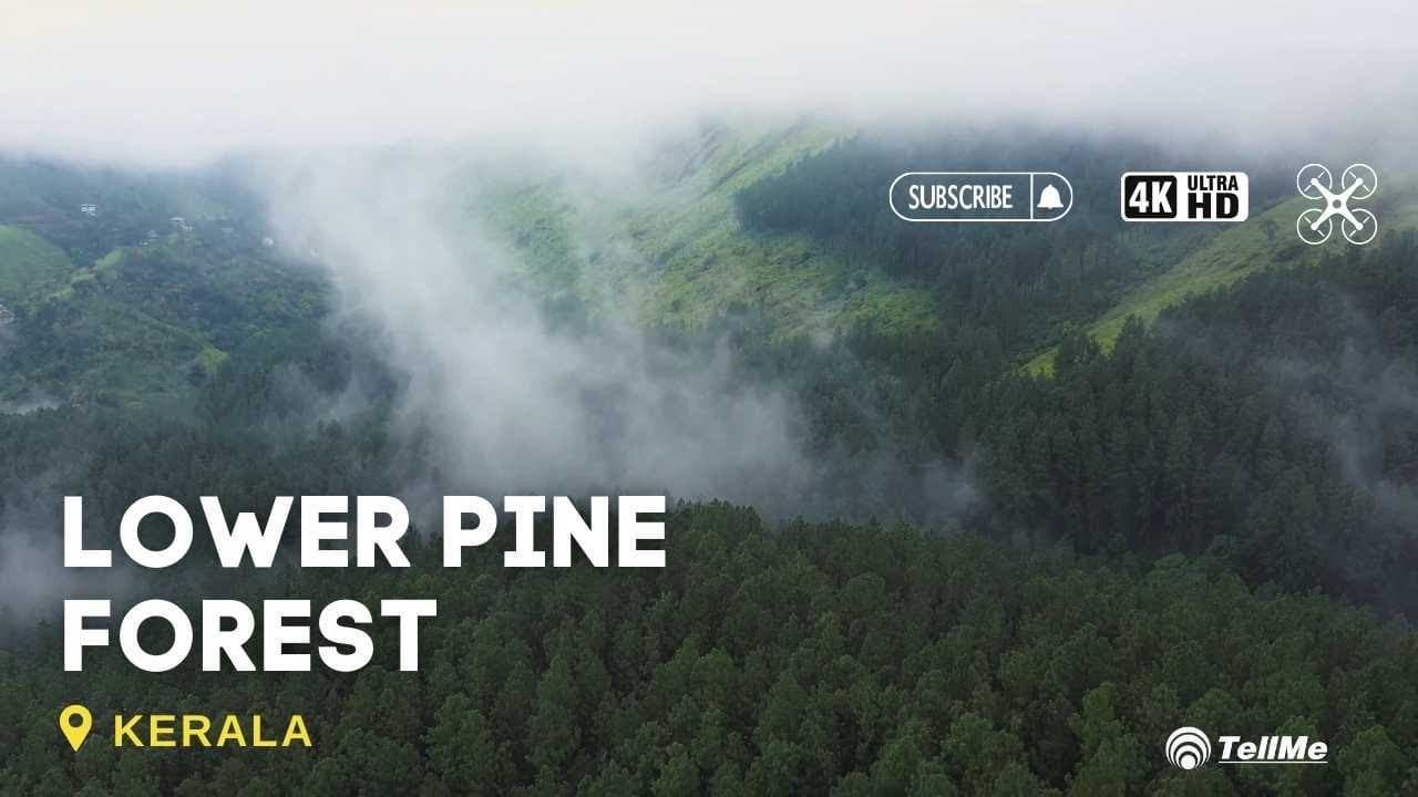 Explore the tranquility and Beauty of lower pine forest | Kerala