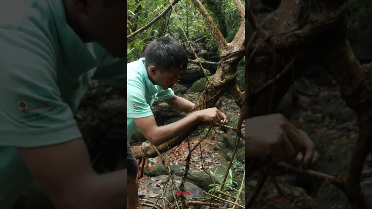 The Living Root Bridge, Meghalaya | A Unique Natural Wonder in Mawlynnong